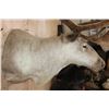 Image 4 : Big 30-Point CARIBOU Shoulder Mount in "Velvet"