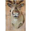 Image 5 : Big 30-Point CARIBOU Shoulder Mount in "Velvet"