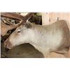 Image 6 : Big 30-Point CARIBOU Shoulder Mount in "Velvet"