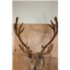 Image 7 : Big 30-Point CARIBOU Shoulder Mount in "Velvet"