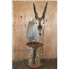 Image 1 : Big ELAND Pedestal Mount