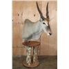 Image 3 : Big ELAND Pedestal Mount