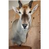 Image 5 : Big ELAND Pedestal Mount