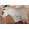 Image 7 : Big ELAND Pedestal Mount