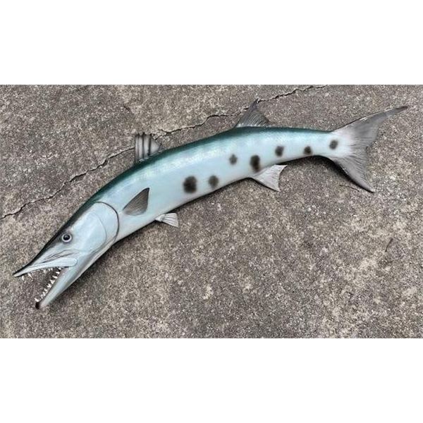 Monster Sized Reproduction BARRACUDA Fish Mount