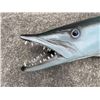 Image 3 : Monster Sized Reproduction BARRACUDA Fish Mount