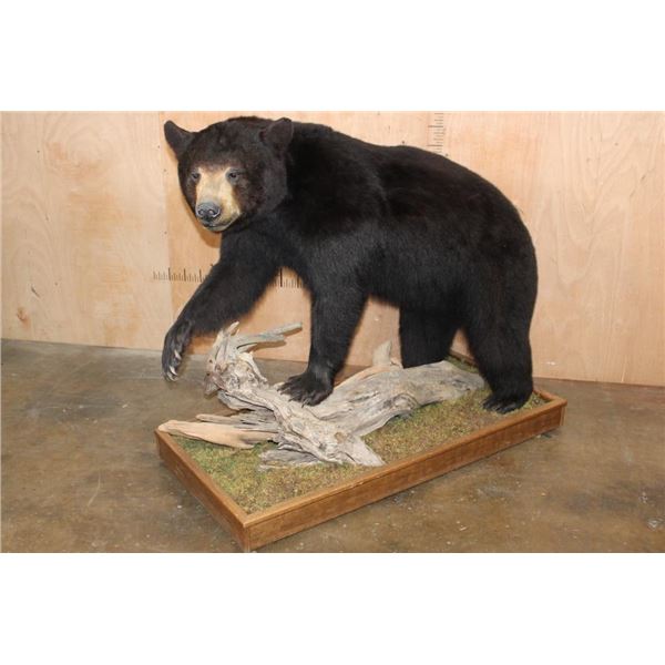 Life-sized BLACK BEAR on a Decorative Wood Base with Wheels