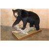 Image 1 : Life-sized BLACK BEAR on a Decorative Wood Base with Wheels