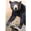 Image 3 : Life-sized BLACK BEAR on a Decorative Wood Base with Wheels