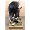 Image 4 : Life-sized BLACK BEAR on a Decorative Wood Base with Wheels