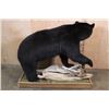 Image 5 : Life-sized BLACK BEAR on a Decorative Wood Base with Wheels