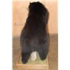 Image 6 : Life-sized BLACK BEAR on a Decorative Wood Base with Wheels