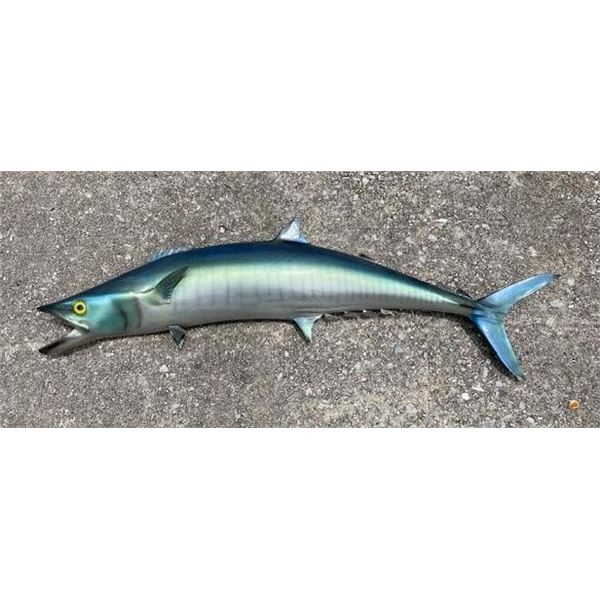 *Rarely Seen* Reproduction MACKEREL Fish Mount