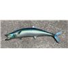 Image 1 : *Rarely Seen* Reproduction MACKEREL Fish Mount