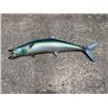 Image 4 : *Rarely Seen* Reproduction MACKEREL Fish Mount