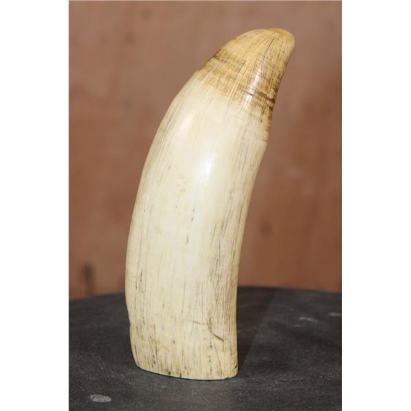 Pre 1972 Huge SPERM WHALE Tooth with a Cut Base for Display