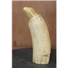 Image 2 : Pre 1972 Huge SPERM WHALE Tooth with a Cut Base for Display