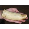 Image 3 : Pre 1972 Huge SPERM WHALE Tooth with a Cut Base for Display