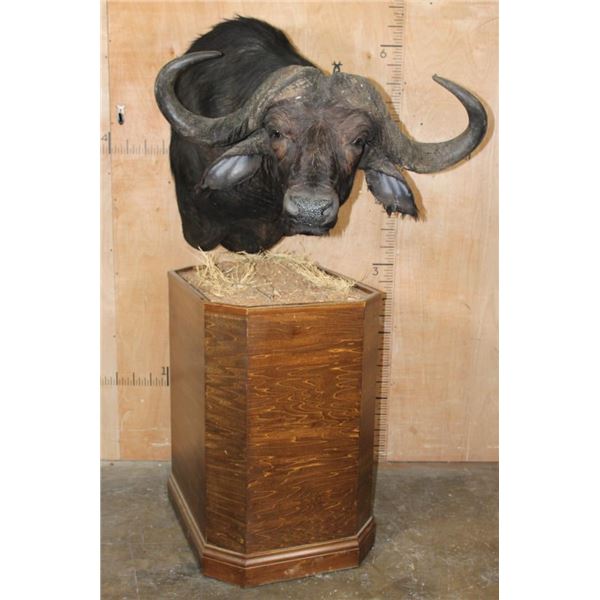 XXL CAPE BUFFALO Pedestal Mount