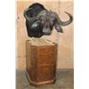 Image 1 : XXL CAPE BUFFALO Pedestal Mount