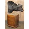 Image 2 : XXL CAPE BUFFALO Pedestal Mount