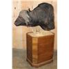 Image 3 : XXL CAPE BUFFALO Pedestal Mount