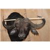 Image 4 : XXL CAPE BUFFALO Pedestal Mount