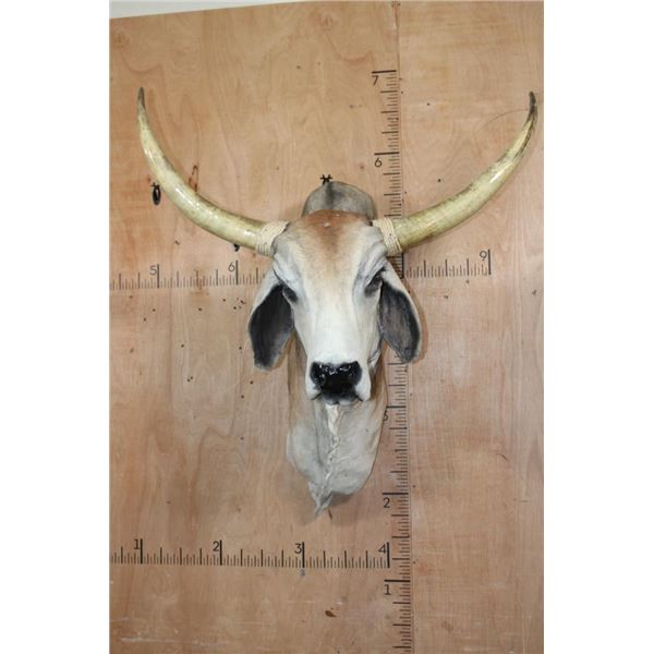 Big American BRAHMAN COW or BRAHMAN BULL Shoulder Mount