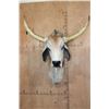 Image 1 : Big American BRAHMAN COW or BRAHMAN BULL Shoulder Mount