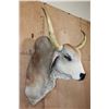 Image 2 : Big American BRAHMAN COW or BRAHMAN BULL Shoulder Mount