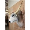 Image 3 : Big American BRAHMAN COW or BRAHMAN BULL Shoulder Mount