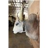 Image 4 : Big American BRAHMAN COW or BRAHMAN BULL Shoulder Mount