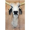 Image 5 : Big American BRAHMAN COW or BRAHMAN BULL Shoulder Mount
