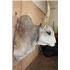 Image 6 : Big American BRAHMAN COW or BRAHMAN BULL Shoulder Mount