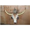 Image 7 : Big American BRAHMAN COW or BRAHMAN BULL Shoulder Mount