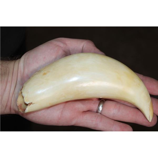 Sharp Pre 1972 SPERM WHALE Tooth