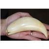 Image 1 : Sharp Pre 1972 SPERM WHALE Tooth