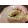 Image 4 : Sharp Pre 1972 SPERM WHALE Tooth