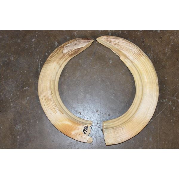Massive Set of (2) HIPPOPOTAMUS Tusks