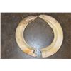 Image 1 : Massive Set of (2) HIPPOPOTAMUS Tusks