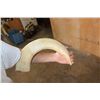 Image 2 : Massive Set of (2) HIPPOPOTAMUS Tusks