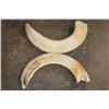 Image 3 : Massive Set of (2) HIPPOPOTAMUS Tusks