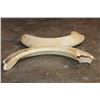 Image 6 : Massive Set of (2) HIPPOPOTAMUS Tusks
