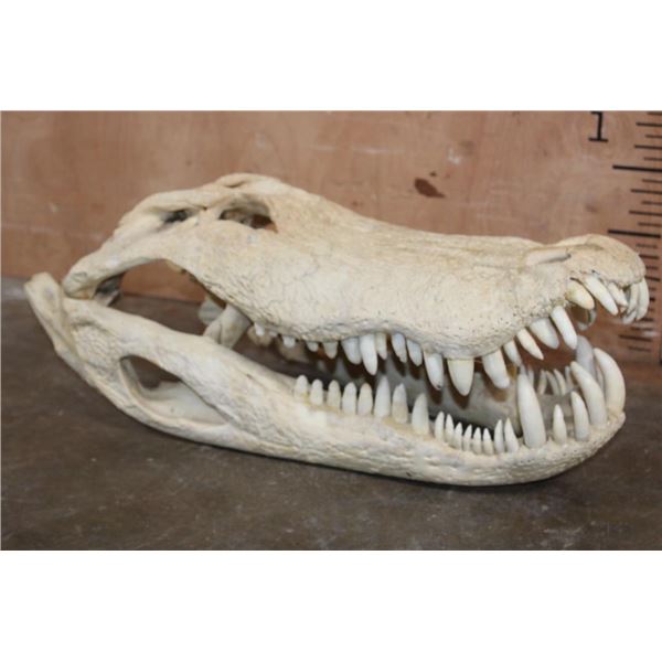 Huge XXL ALLIGATOR Skull with Massive Teeth