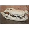 Image 1 : Huge XXL ALLIGATOR Skull with Massive Teeth