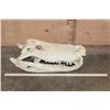 Image 2 : Huge XXL ALLIGATOR Skull with Massive Teeth