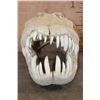 Image 4 : Huge XXL ALLIGATOR Skull with Massive Teeth