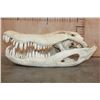 Image 5 : Huge XXL ALLIGATOR Skull with Massive Teeth