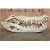 Image 6 : Huge XXL ALLIGATOR Skull with Massive Teeth