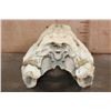 Image 7 : Huge XXL ALLIGATOR Skull with Massive Teeth